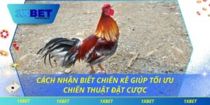 cách nhận biết chiến kê