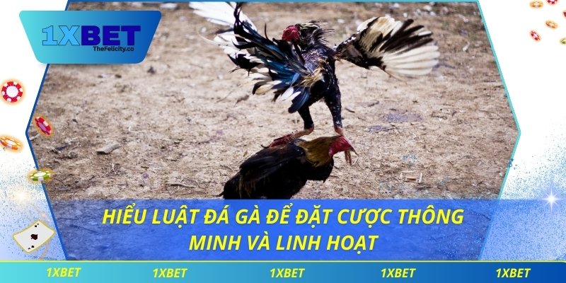 luật đá gà