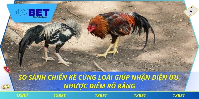 So sánh chiến kê cùng loài giúp nhận diện ưu, nhược điểm rõ ràng