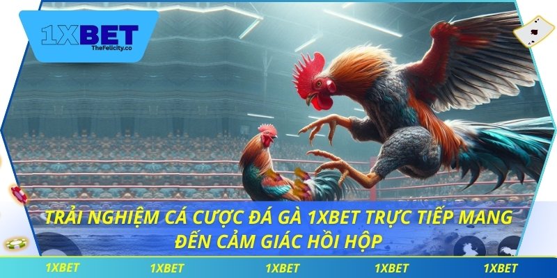 Trải nghiệm cá cược đá gà 1xbet trực tiếp mang đến cảm giác hồi hộp